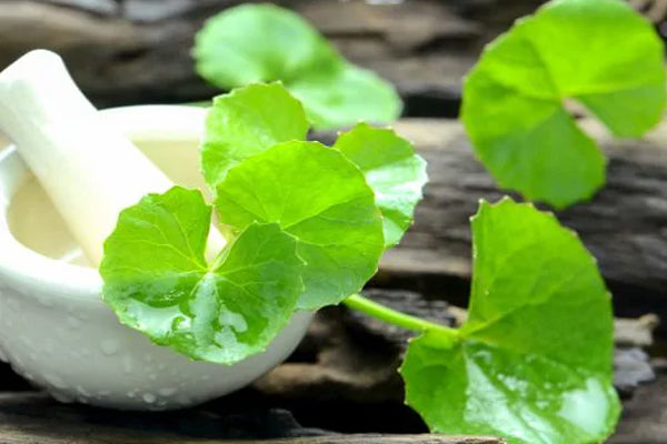 Herb of Grace: Brahmi