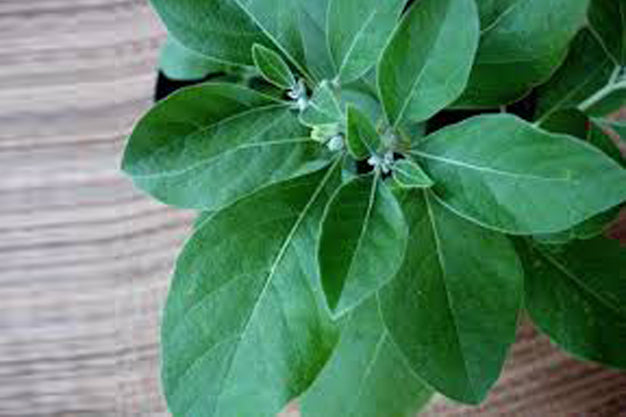 Health benefits of Ashwagandha
