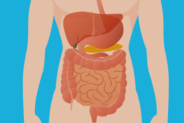 perfect solution for Digestion